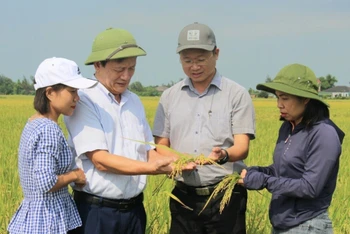 Kiểm tra việc sinh trưởng, phát triển của lúa sản xuất theo tiêu chuẩn hữu cơ tại tỉnh Hà Tĩnh.