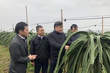 Giám đốc Trung tâm Khuyến nông Quốc gia Lê Quốc Thanh kiểm tra chống rét cho cây trồng tại tỉnh Hải Dương.
