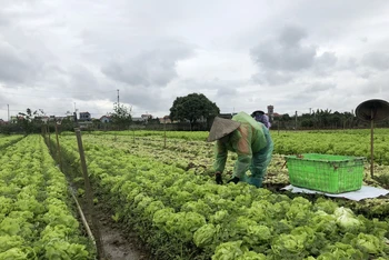 Nông dân tỉnh Hưng Yên thu hoạch rau trước khi rét đậm, rét hại kéo dài.