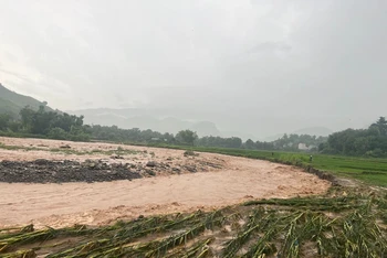 Mưa, lũ gây thiệt hại cây trồng tại xã Mường Chanh, huyện Mai Sơn, tỉnh Sơn La. Ảnh Quốc Tuấn.