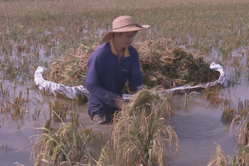 Bà con nông dân xã Văn Xá, huyện Kim Bảng (Hà Nam) thu hoạch lúa sau đợt mưa, bão vừa qua. (Ảnh: ĐÀO PHƯƠNG)