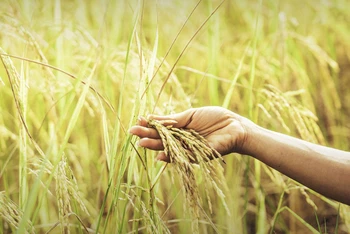 Sản lượng lúa gạo của Thái Lan trong năm 2023 có thể bị ảnh hưởng bởi hiện tượng El Nino. (Ảnh: Thai PBS)