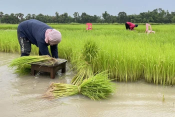 Dự kiến, sẽ có khoảng 2,7 triệu nông dân Thái Lan đủ điều kiện tham gia chương trình hoãn nợ của Chính phủ. (Ảnh: Bưu điện Bangkok)