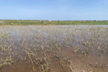 Những cánh đồng lúa chết, không cho thu hoạch tại xã An Tân và Hồng Dũng, huyện Thái Thụy (tỉnh Thái Bình).