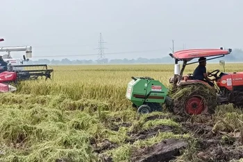 Thái Bình huy động tối đa máy móc để thu hoạch lúa mùa đã chín.