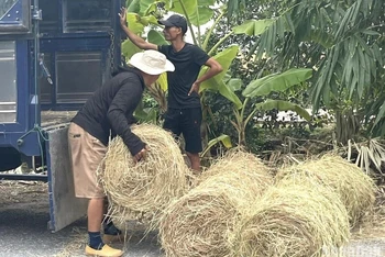 Nhiều đơn vị, cá nhân thu mua rơm cuộn trong vụ mùa năm nay ở Thái Bình. (Ảnh: Mai Tú)