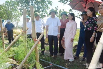Trưởng Ban Dân vận Tỉnh ủy Thái Bình Nguyễn Văn Giang (đứng giữa) thăm mô hình sản xuất rau sạch bằng công nghệ hữu cơ tại xã Minh Hòa (huyện Hưng Hà, tỉnh Thái Bình). (Ảnh: Mai Tú)