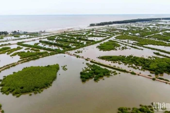 Một góc Khu bảo tồn thiên nhiên đất ngập nước Tiền Hải.