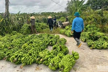 Số lượng chuối tiêu hồng ở xã Hồng An (Hưng Hà, tỉnh Thái Bình) cần được "giải cứu" là rất lớn.