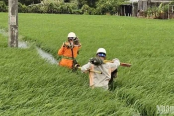 Công nhân ngành điện Thái Bình không quản mưa nắng, làm ngày làm đêm để cấp điện trở lại cho khách hàng.