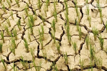 Rất nhiều diện tích lúa ruộng tại thôn Huổi Lực, thị trấn Tủa Chùa, huyện Tủa Chùa bị khô hạn.