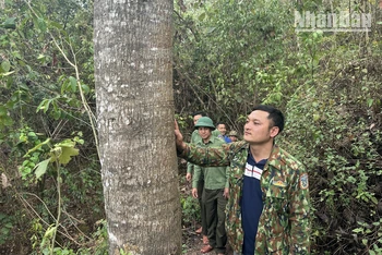 Người dân huyện Mường Nhé tuần tra bảo vệ rừng.