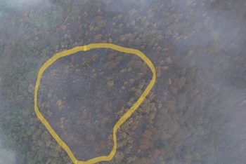 Trong vòng khoanh vàng là diện tích 0,97ha cây rừng bị thiệt hại hoàn toàn.