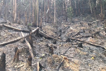 Hiện trạng vụ cháy rừng tại tổ 10, thị trấn Mường Chà, huyện Mường Chà, tỉnh Điện Biên gây hỏng nguồn nước cấp về nhà máy nước Mường Chà.