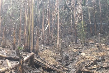Hiện trường vụ cháy rừng vừa xảy ra tại huyện Mường Chà, tỉnh Điện Biên. 