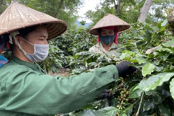 Nhờ nguồn vốn tín dụng của Ngân hàng Chính sách xã hội tỉnh Điện Biên, nhiều gia đình đồng bào dân tộc thiểu số huyện Mường Ảng đã có vốn mở rộng diện tích cây cà-phê, thoát nghèo bền vững.