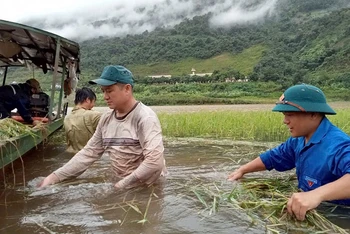 Cán bộ, chiến sĩ các lực lượng giúp nhân dân thị xã Mường Lay khẩn trương thu hoạch lúa.