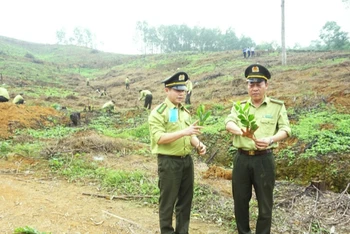Cán bộ kiểm lâm Thái Nguyên kiểm tra chất lượng cây giống tại huyện Đại Từ trước khi trồng rừng.