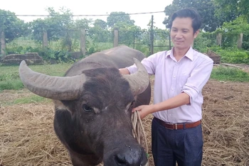 Tiến sĩ Nguyễn Văn Đại và cộng sự bảo tồn và nhân giống nhiều giống trâu quý.
