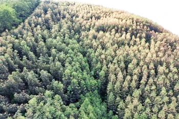 Hàng trăm ha rừng bạch đàn ở huyện Đồng Hỷ vàng lá, rụng lá, một số cây đã chết.