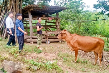 Thực hiện Chương trình mục tiêu quốc gia giảm nghèo bền vững, chính quyền xã Văn Lăng, huyện Đồng Hỷ (Thái Nguyên) cấp bò sinh sản cho hộ nghèo và cận nghèo.
