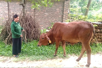 Gia đình chị Dương Thị Hà ở xóm Cầu Cát, xã Nga My, huyện Phú Bình (Thái Nguyên) được hỗ trợ bò sinh sản từ Chương trình mục tiêu quốc gia giảm nghèo bền vững.