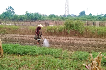 Nông dân phường Đồng Bẩm, thành phố Thái Nguyên, trồng lại rau sau lũ.