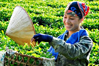 Bàn tay khéo léo và kinh nghiệm trồng, chế biến lâu đời tạo ra chè Thái nổi tiếng.