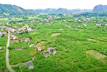 Phù hợp thổ nhưỡng, khí hậu và khách hàng ưa dùng, cây na là cây trồng ăn quả được bà con nông dân các xóm, xã dọc Quốc lộ 1B từ La Hiên đến tận Phú Thượng, huyện Võ Nhai phát triển mạnh.