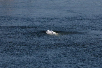 Con cá voi Beluga bơi lên sông Seine của Pháp ngày 8/8. Ảnh: REUTERS.