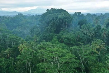 Tán rừng nhiệt đới ở Indonesia. Ảnh: Getty Images