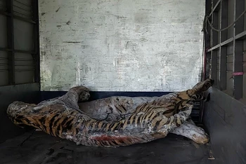 Xác một cá thể hổ được chuyển về Bảo tàng Thiên nhiên Việt Nam. Ảnh: Bảo tàng Thiên nhiên Việt Nam.