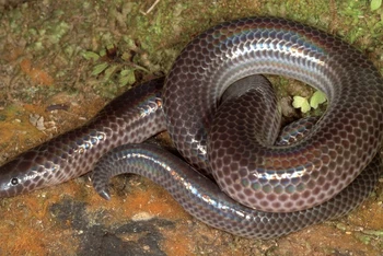 Xenopeltis intermedius, một loài rắn ở độ cao 2.500m so với mực nước biển ở vùng trung Trường Sơn.