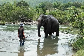 Việt Nam chỉ còn lại khoảng 100 cá thể voi hoang dã,