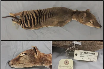 Xác của hổ Tasmania, một loài động vật đã tuyệt chủng trong một bộ sưu tập tại Bảo tàng Lịch sử Tự nhiên Thụy Điển ở Stockholm. Ảnh: Giáo sư Love Dalén.