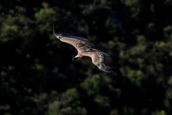 Một con kền kền Griffon bay trên những ngọn đồi gần làng Korfi, Síp ngày 28/9/ 2022. Ảnh: Reuters