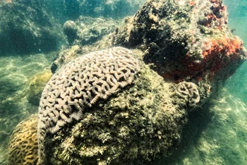 Một rạn san hô khỏe mạnh nằm dưới Cảng Miami, Flordia, Mỹ, bất chấp nhiệt độ cực cao vào ngày 14/7/2023. Ảnh: Reuters