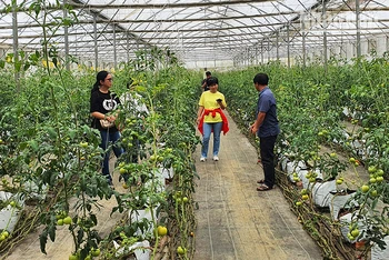 Trồng cà chua trong nhà lưới tại Ban Quản lý Khu Nông nghiệp ứng dụng công nghệ cao Măng Đen.