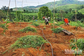 Đồng bào dân tộc thiểu số huyện Sa Thầy chuyển đổi mô hình từ trồng sắn sang trồng chanh dây cho hiệu quả kinh tế cao.