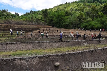 Người dân thôn 3, xã Trà Vinh, huyện Nam Trà My vào mùa trồng lúa.