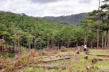 Còn 81 doanh nghiệp nợ tiền bồi thường thiệt hại tài nguyên rừng tại Lâm Đồng. (Ảnh minh họa)