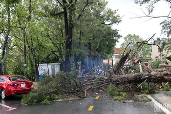 Cây xanh ngã đổ chắn ngang đường Chu Văn An, phường 3, thành phố Đà Lạt.