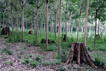 Khu vực dự án chuyển đổi rừng nghèo sang trồng cao-su tại huyện Bảo Lâm liên quan vụ việc.