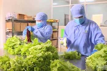 Sản xuất nông nghiệp hữu cơ bền vững tại Lâm Đồng.