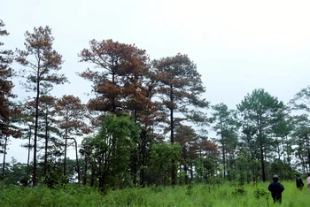 Khu rừng thông bị đầu độc tại tiểu khu 614, xã Lộc Ngãi, huyện Bảo Lâm thời điểm tháng 7/2023.