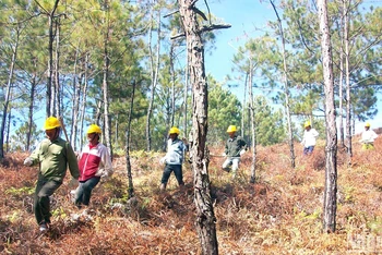 Tuần tra bảo vệ rừng tại huyện Lạc Dương, Lâm Đồng. (Ảnh minh họa) 