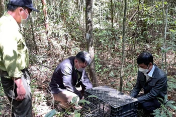 Lực lượng chức năng thả động vật hoang dã về môi trường tự nhiên. (Ảnh minh họa)