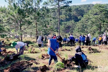 Đoàn viên, thanh niên Lâm Đồng ra quân trồng hơn 2.000 cây thông tại phường 7, thành phố Đà Lạt.