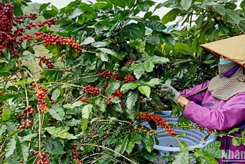 Thu hoạch cà-phê Arabica tại Lâm Đồng.