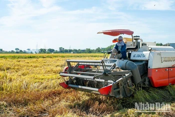 Nông dân thu hoạch lúa bằng máy gặt đập liên hợp.